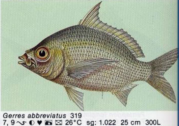 Gerres abbreviatuis
